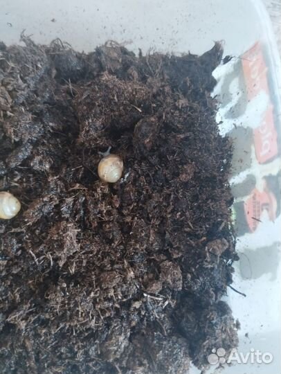 Улитки ахатины имикулята