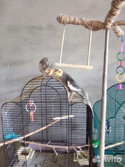 Продаётся пара Корелл с клетками и домиком