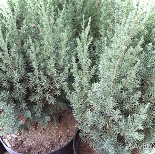 Можжевельник стрикта