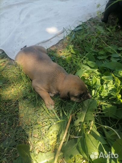 Отдам в добрые руки щенков