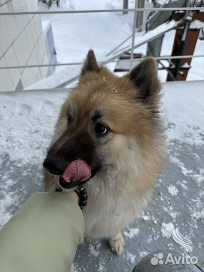 Собака, девочка вольф-шпиц в добрые руки