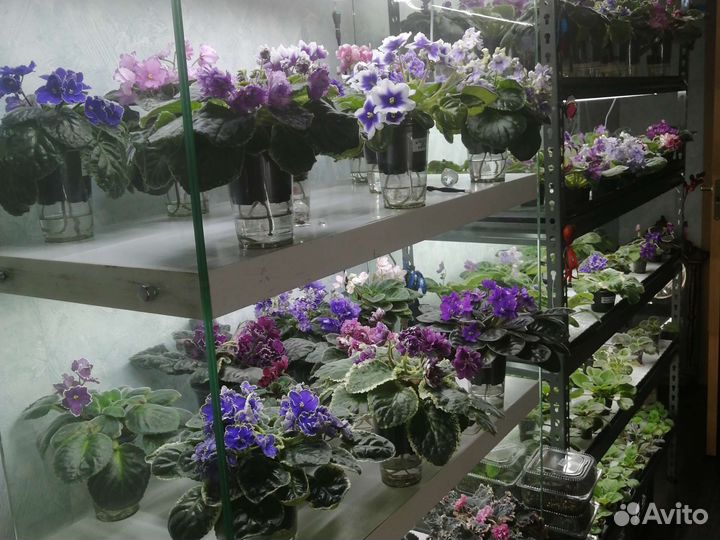 Детки сортовых фиалок 5 шт