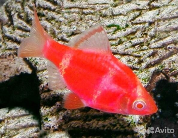 Рыба аквариумная гло