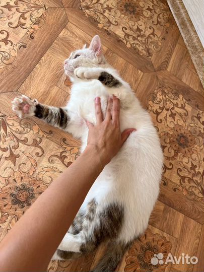 Толстый кот