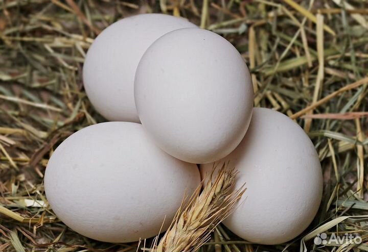 Инкубационное яйцо китайских шелковых
