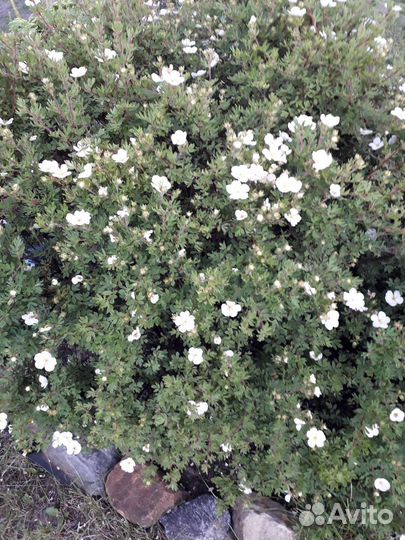 Декаративные кустарники для сада