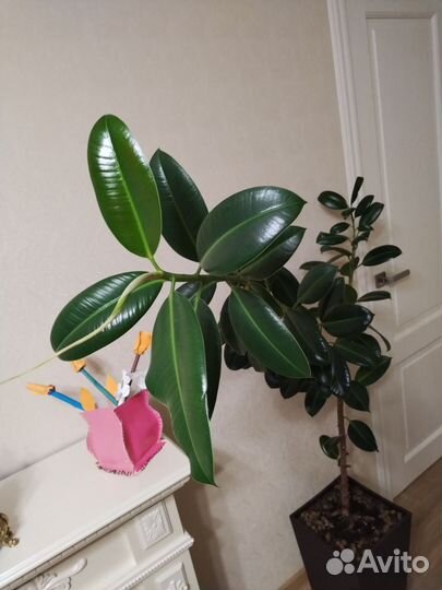 Комнатные растения