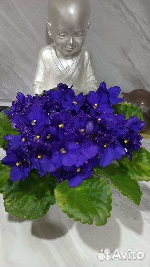 Детки сортовых фиалок