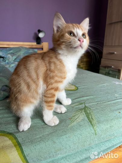 Малыш котенок