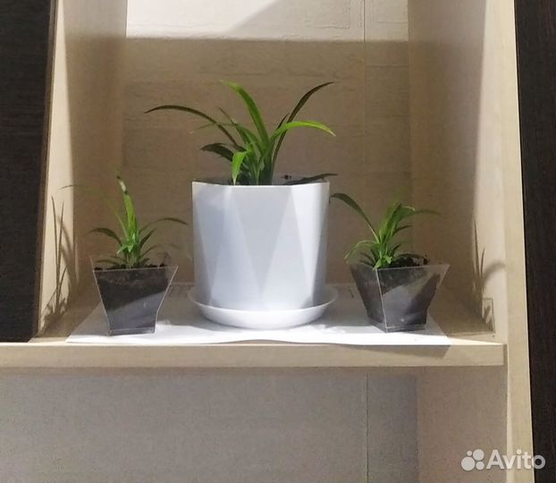 Хлорофитум