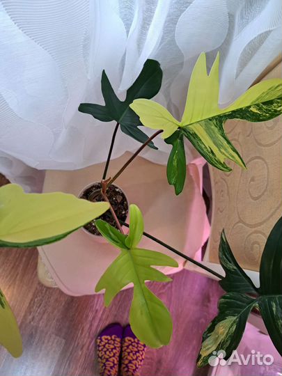 Филодендрон Магическая Маска