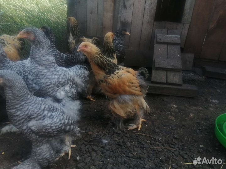 Домашняя птица