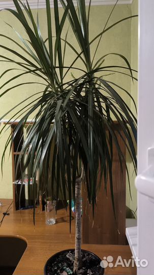 Пальма драцена