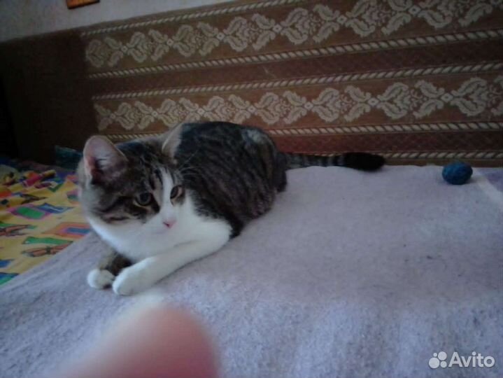 Кот в добрые руки