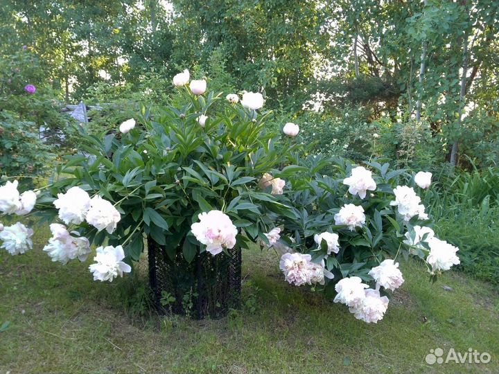 Пионы,многолетники