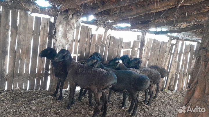 Баран на племя