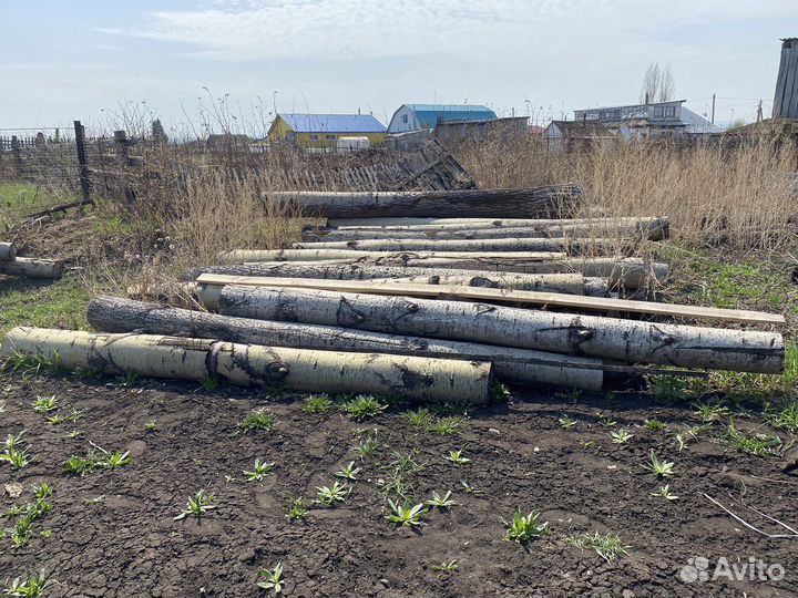 Осина кругляк