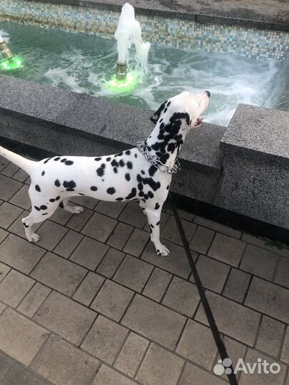 Далматин вязка