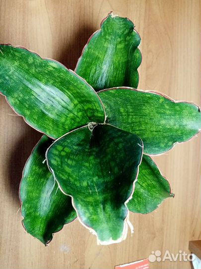 Сансевиерия сортовая, детки