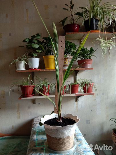 Финиковая пальма