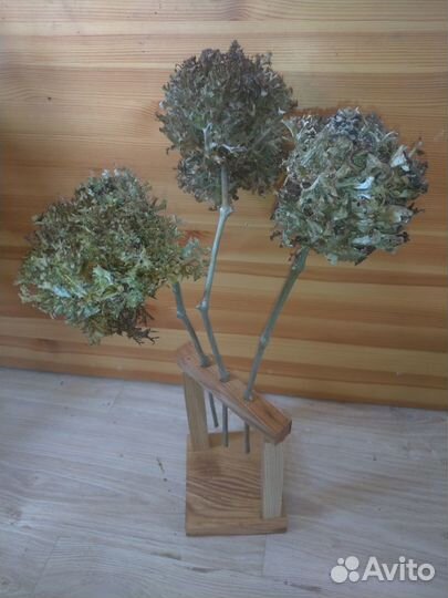 Цетрария (исландский мох) композиции