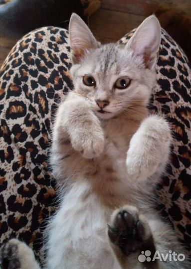 Британские котята