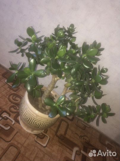 Толстянка (Денежное дерево)