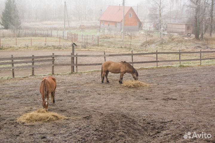 Постой лошадей