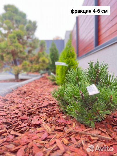 Кора лиственницы В наличии