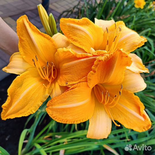 Лилейники сортовые