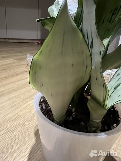 Сансевиерия муншайн бразилиан