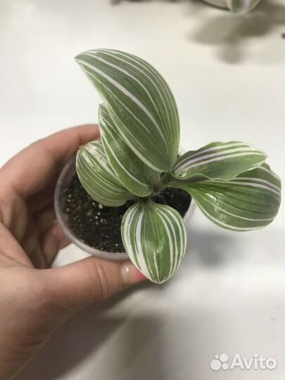 Комнатные растения