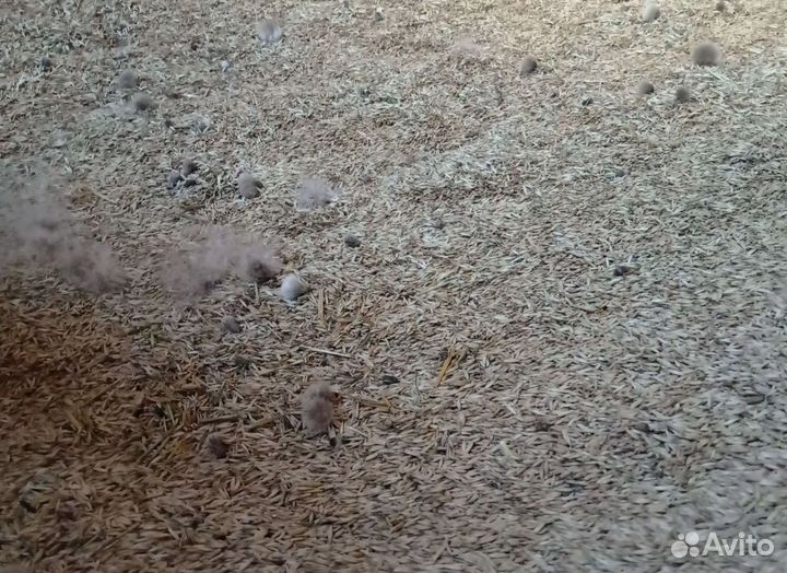 Рожь озимая, Фуражная пшеница корма