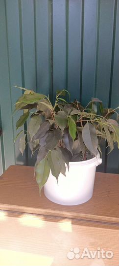 Шефлера(фикус)