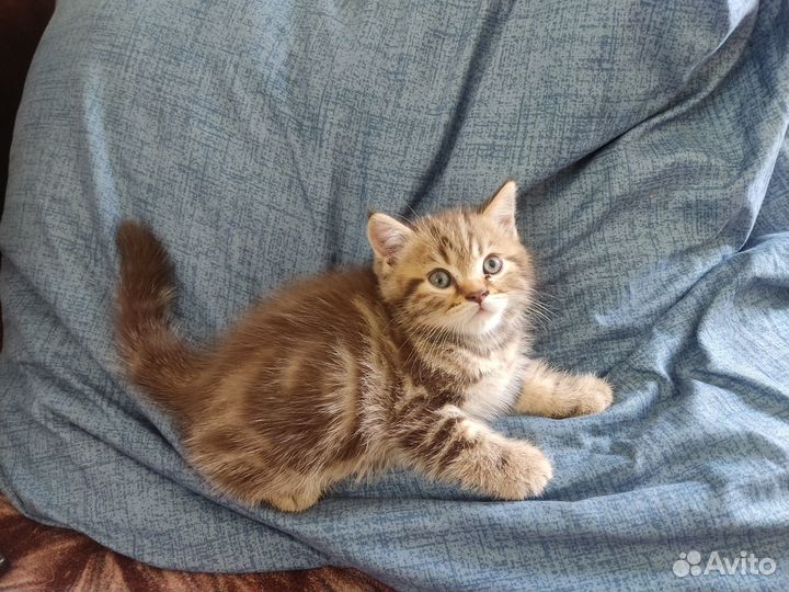 Шотландское разнообразие