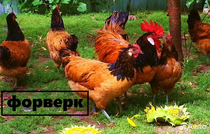 Лакенфельдер Форверк Брекель Барневельдер