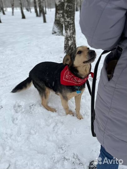 Славный добрый милый парень ищет дом