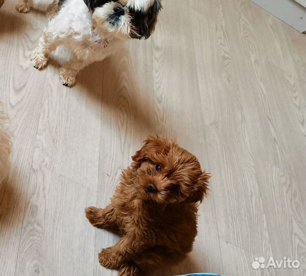 Мальтипу Кенди red brown f1