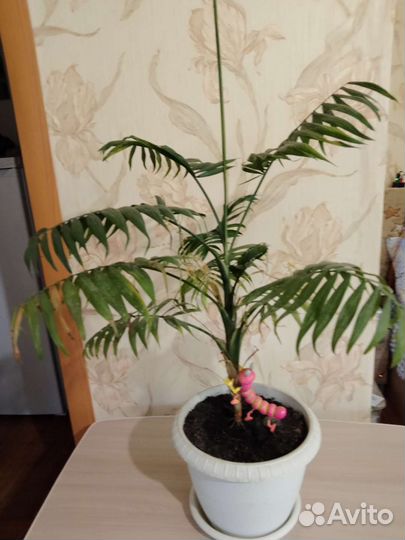 Фикус бенджамина пестролистный