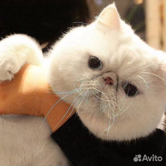 Вязка с экзотом