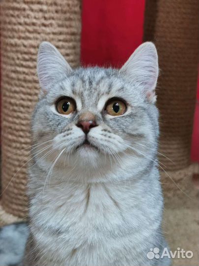 Котята британские