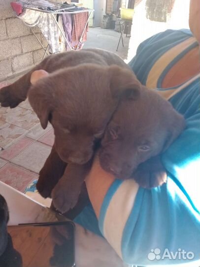 Щенки лабрадора шоколадные,черные