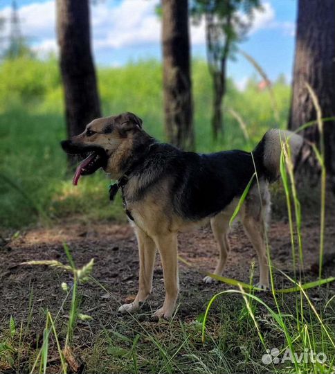 Собака в добрые руки