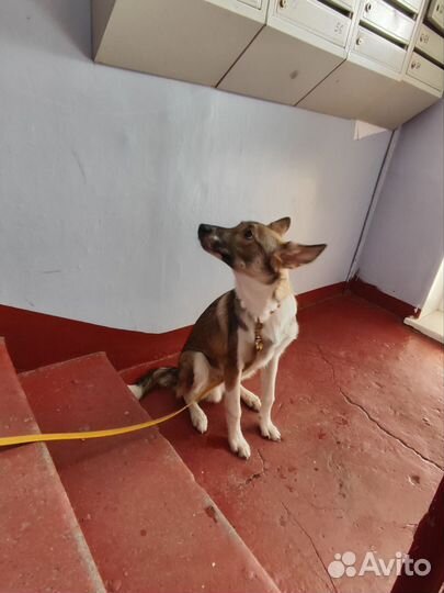 Собачка мальчик