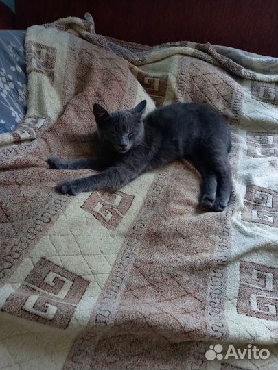 Феликс ищет дом