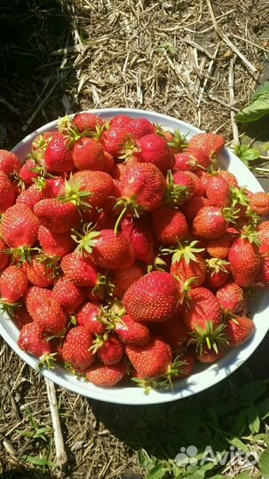 Рассада суперранней клубники