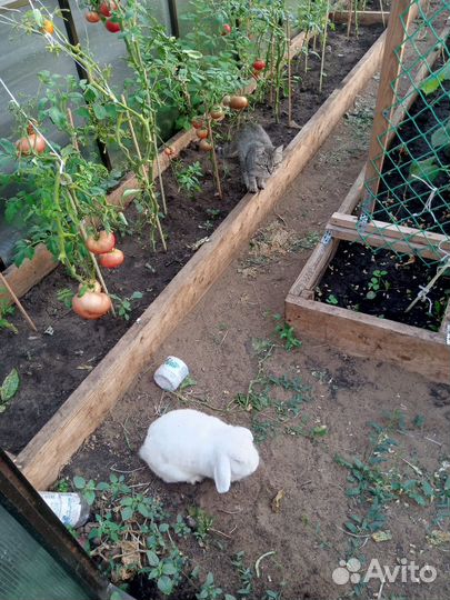 Кролик вислоухий