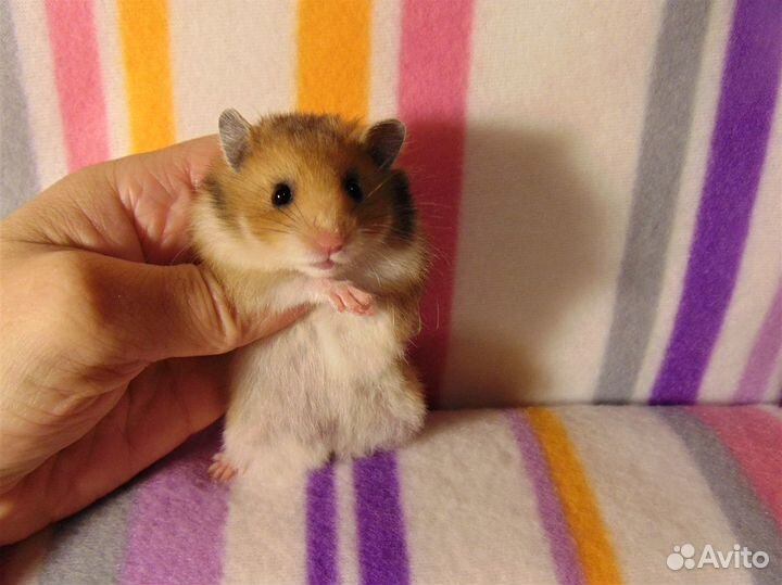 Питомник - Ангорские, сирийские хомяки, клетки