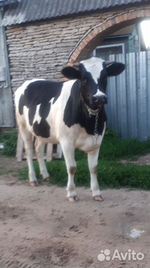 Первотелка