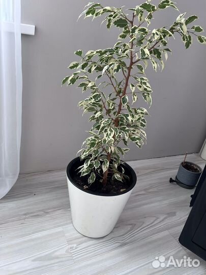 Фикус бенджамина